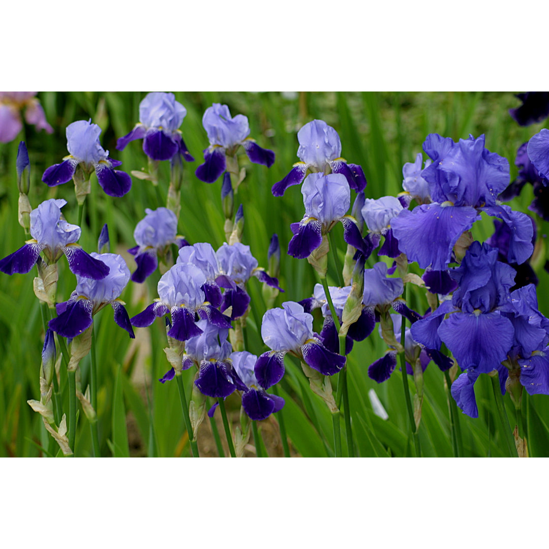 Irises In Blue von Cjmckendry - Kunstdrucke auf Leinwand ohne Rahmen