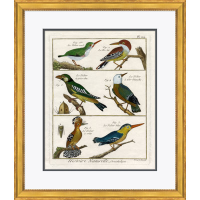 «18ème siècle Parakeet Engravings» - Peinture encadrée sur papier