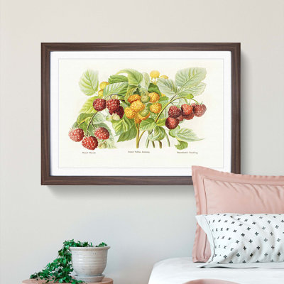Vintage Illustration of Raspberries - Picture Frame Painting Print