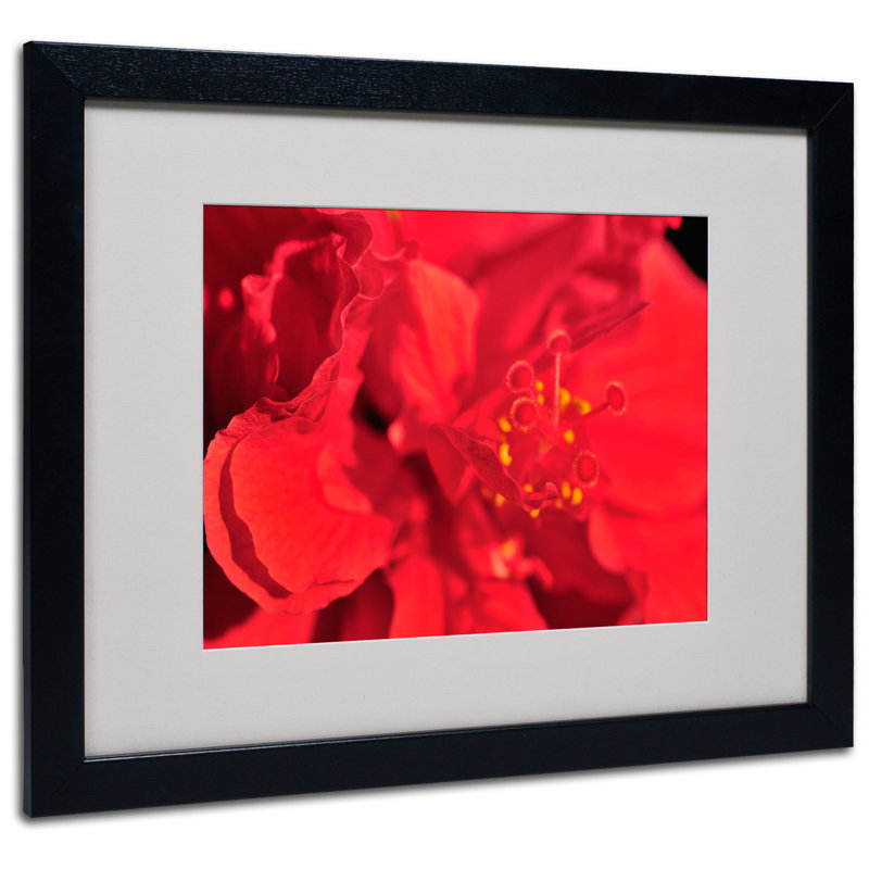 Trademark Fine Art "Red Red Hibiscus" by Kurt Shaffer Matted Framed Photographic Print