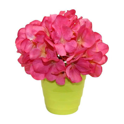 Hortensia en pot