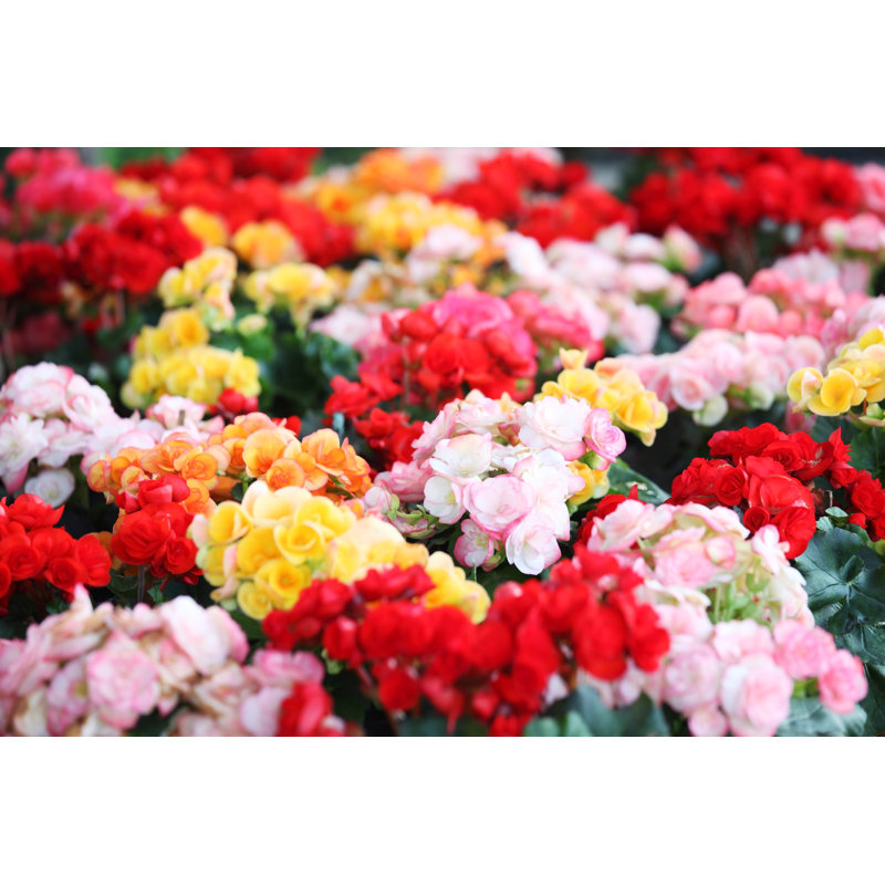 Begonia Flower by Sakhorn38 - Wrapped Canvas Print, 51cm H x 76cm W