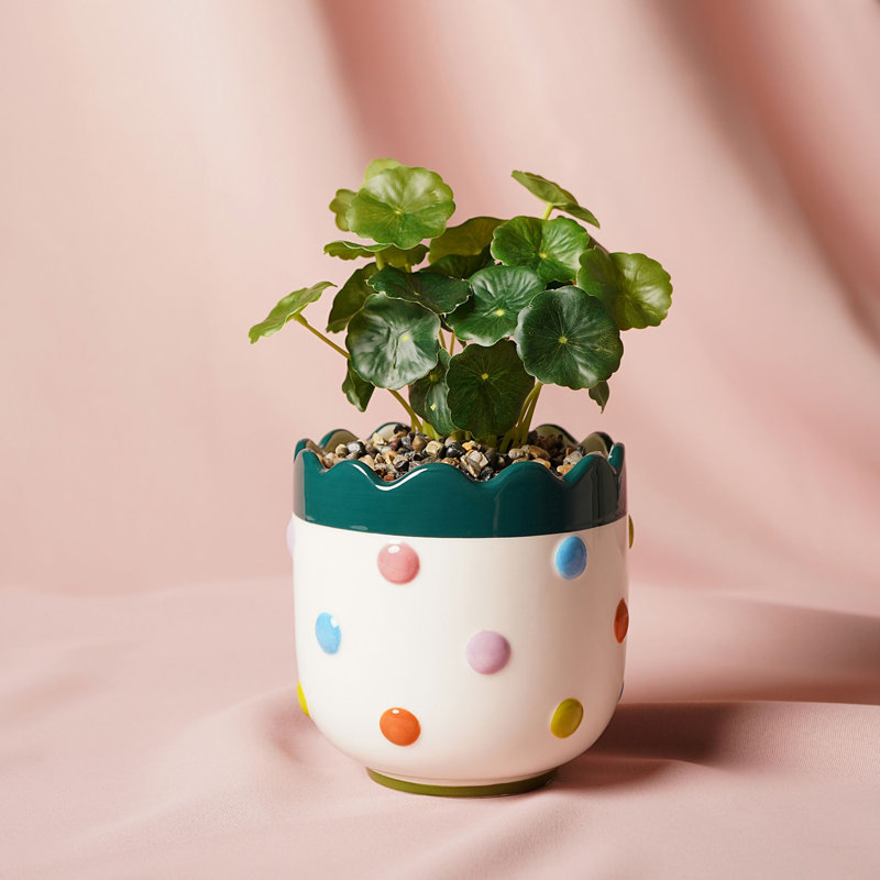24 Plant