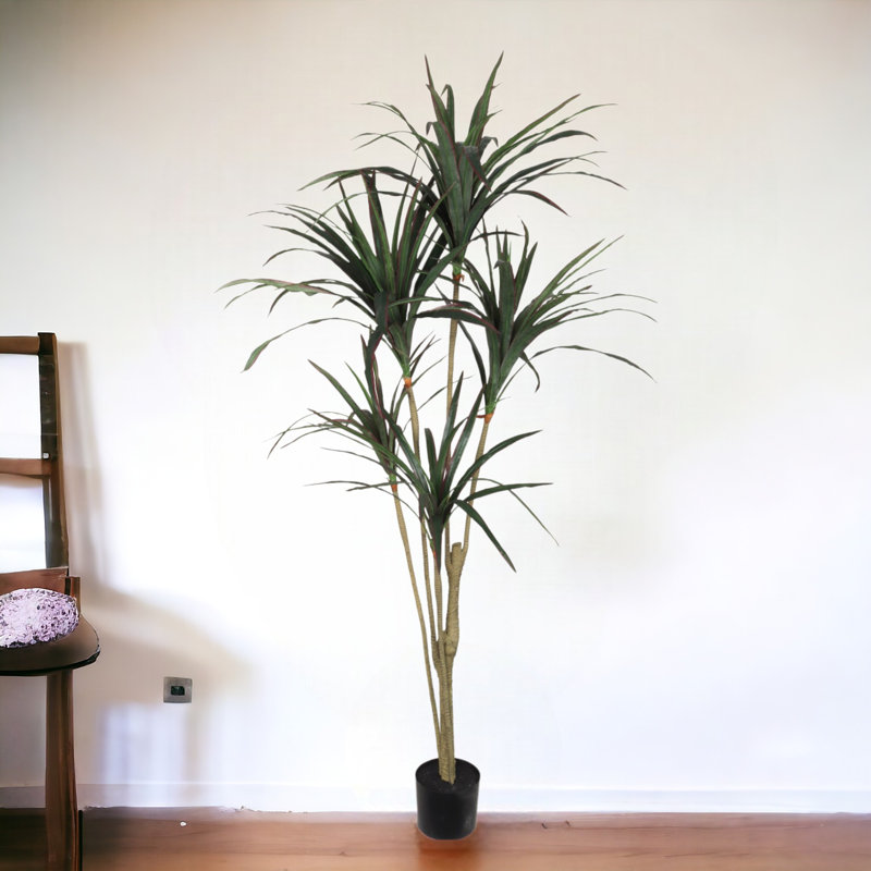 Plante de 60 po de hauteur Dracaena Marginata