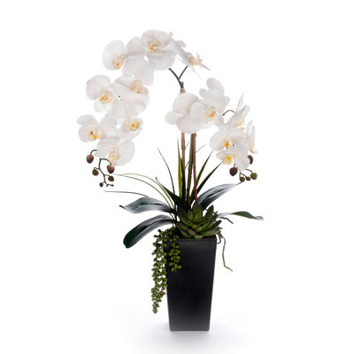 Arrangement de fleurs d'orchidées blanches en pot noir