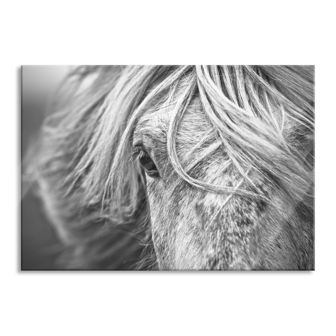 Glasbild Islandpony in den Westfjorden