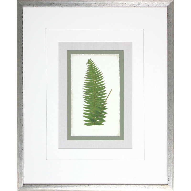 Fern9 Print