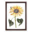 Sunflower by Johan Teyler - Picture Frame Painting Print-55613666-55613665