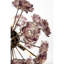Lustre rond / ovale 5 lumières Murana-95635530-95635529-95635528