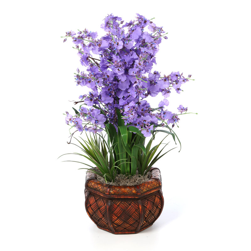 Arrangement floral orchidée danseuse en pot, Violet