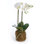 Conservatory Orchid Drop-In
