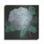 Art mural en métal «Hydrangea 1» par Chris Paschke-102873471