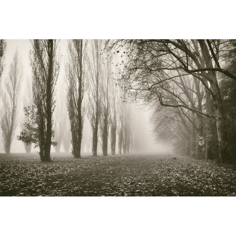 Trees in Fog IV by Jody Stuart - Photograph Print, 20cm H x 30cm W, Wrapped Canvas