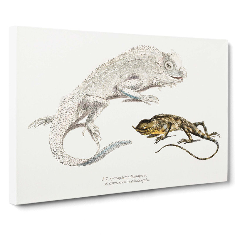 Lizard Illustrations by John Edward Gray - Wrapped Canvas, 40cm H x 60cm W x 3cm D