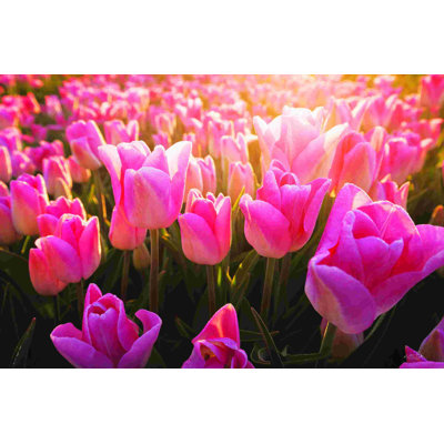 The Pink Ones