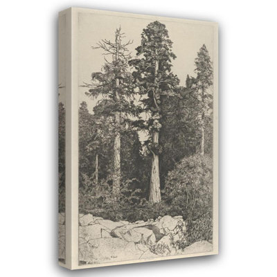 «Baby Sequoia» par Ernest Haskell - Art mural sur toile tendue avec châssis