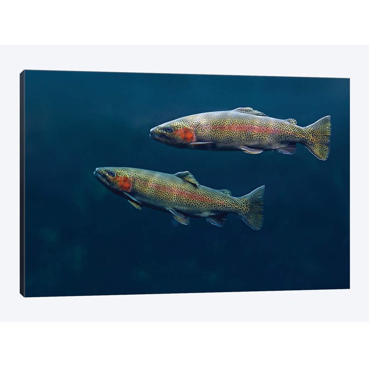 Bless international Rainbow Trout Pair Swimming Underwater by Tim