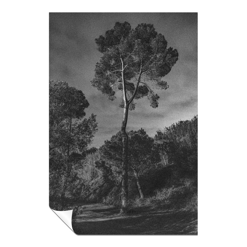 Forest Trees Under A Dark Night Sky - No Frame Print, 31cm H x 20cm W x 0.5cm D