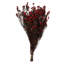 Phylica Floral Arrangement in Vase