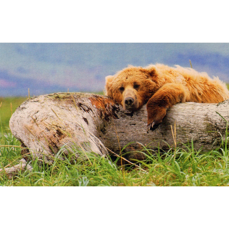 La vie est un ours IMA-M740, H 15 po x l 24 po