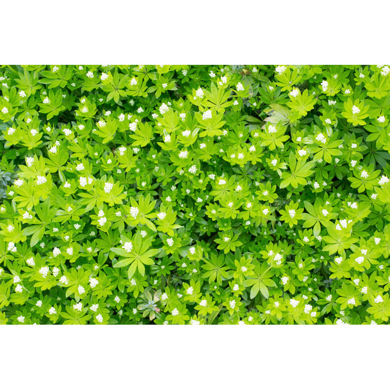 Woodruff en fleurs par Annekedeblok, H 8 po x l 12 po
