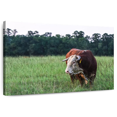 Hereford Bull