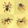 Elmwood Flat Spider Set by Huseyinaltinel - Wrapped Canvas Print