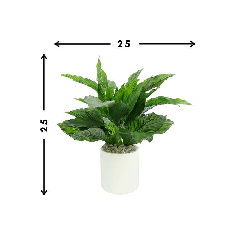 Uv Protected Peace Lily Plant In White Pot