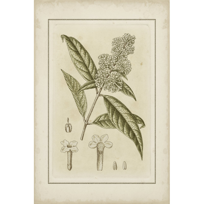 Small Tinted Botanical II (P) by Curtis - Wrapped Canvas Art Prints, 46cm H x 30cm W x 3.8cm D