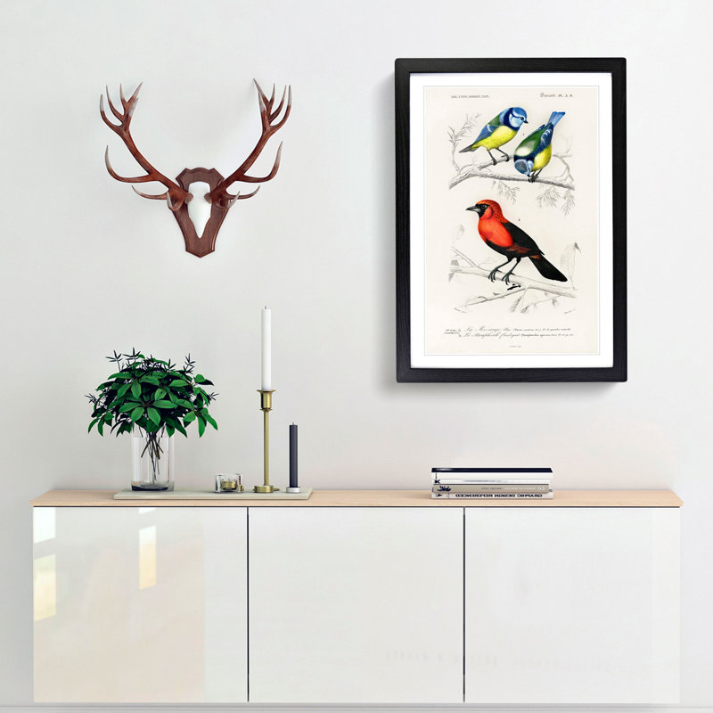 Bird Illustrations PL. 3B by Charles d Orbigny - Framed Print, Black Framed, 45cm H x 33cm W x 2cm D