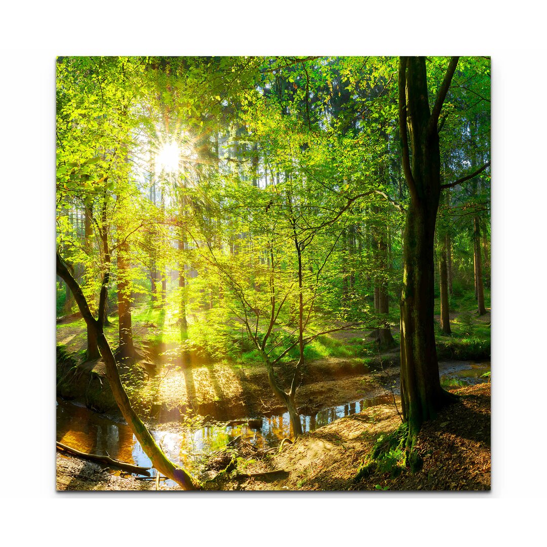 Leinwandbild Wald im Sonnenschein