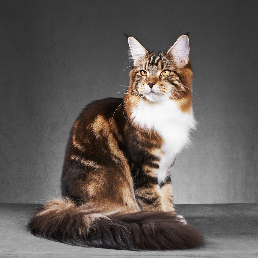 Maine Coon Cat - Kunstdrucke auf Leinwand - Wrapped Canvas