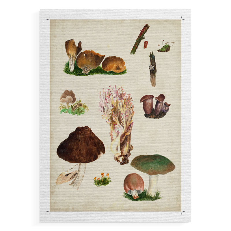 Champignon, espèce IX - reproduction de toile seulement - non encadrée, H 48 po x l 32 po