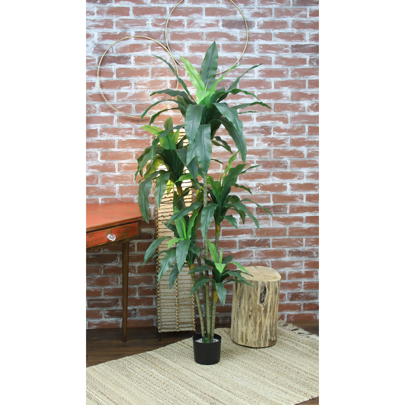 67 po DRACAena PLANT