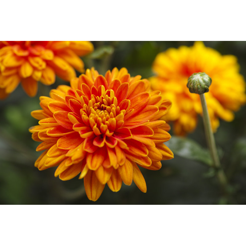 Latrica Orange Chrysanthemums - Wrapped Canvas Print, 30cm H x 46cm W x 3.8cm D