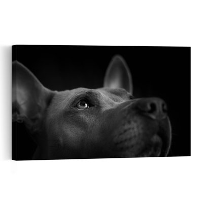 Regard attentif d'un chien - Affiche contemporaine pour mur
