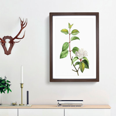 Blackhaw Tree Flowers by Pierre-Joseph Redoute - Picture Frame Art Print
