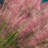 3 gal. Pink Muhly Grass