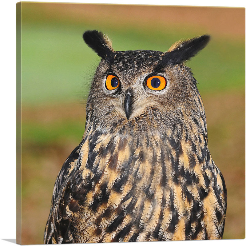 Chouette aux yeux orange - reproduction de photo sur toile tendue, H 26 po x l 26 po x P 1,5 po