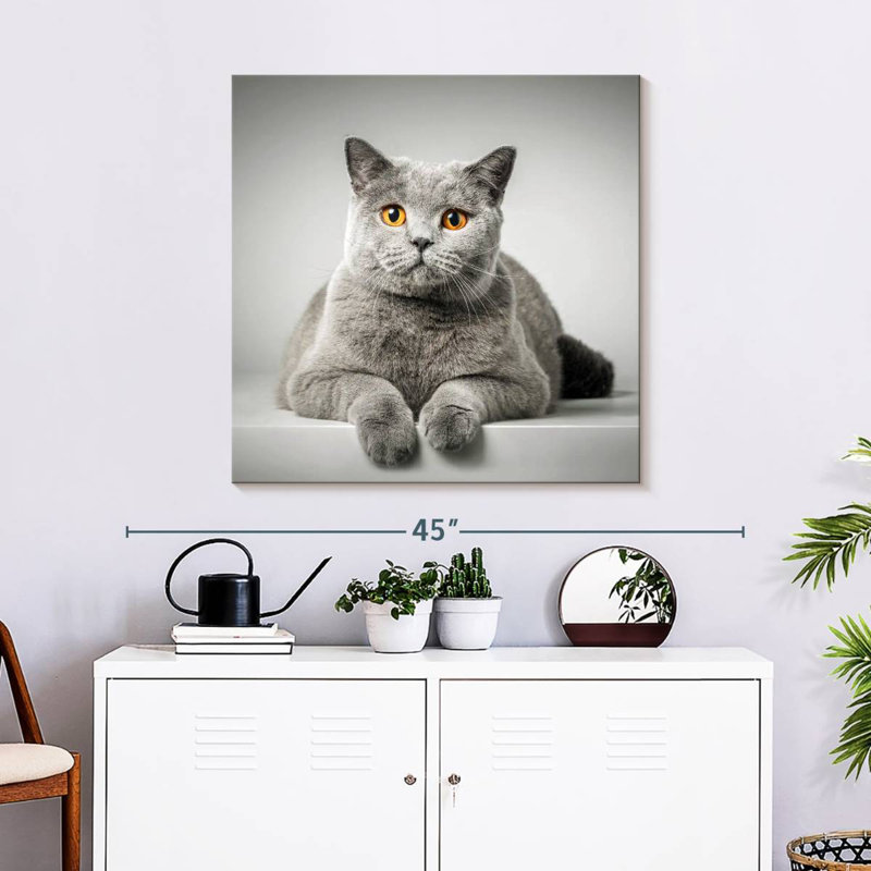 Chat à poil court Crowle, H 30 po x l 30 po
