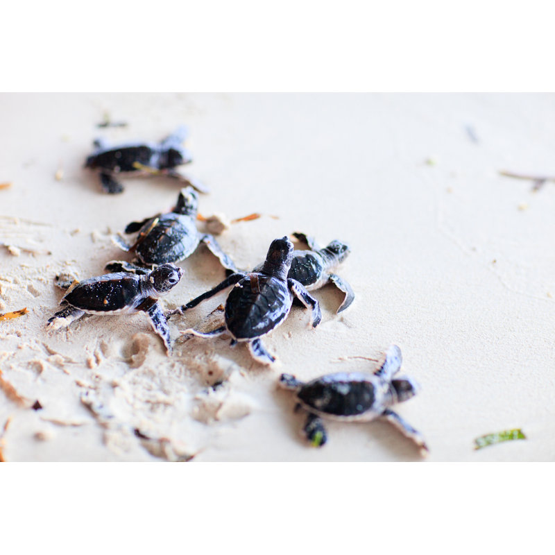 Baby Turtles by Shalamov - Wrapped Canvas Print, 51cm H x 76cm W