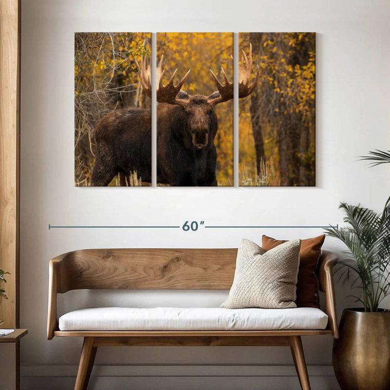 Shiras Bull Moose, H 32 po x l 50 po