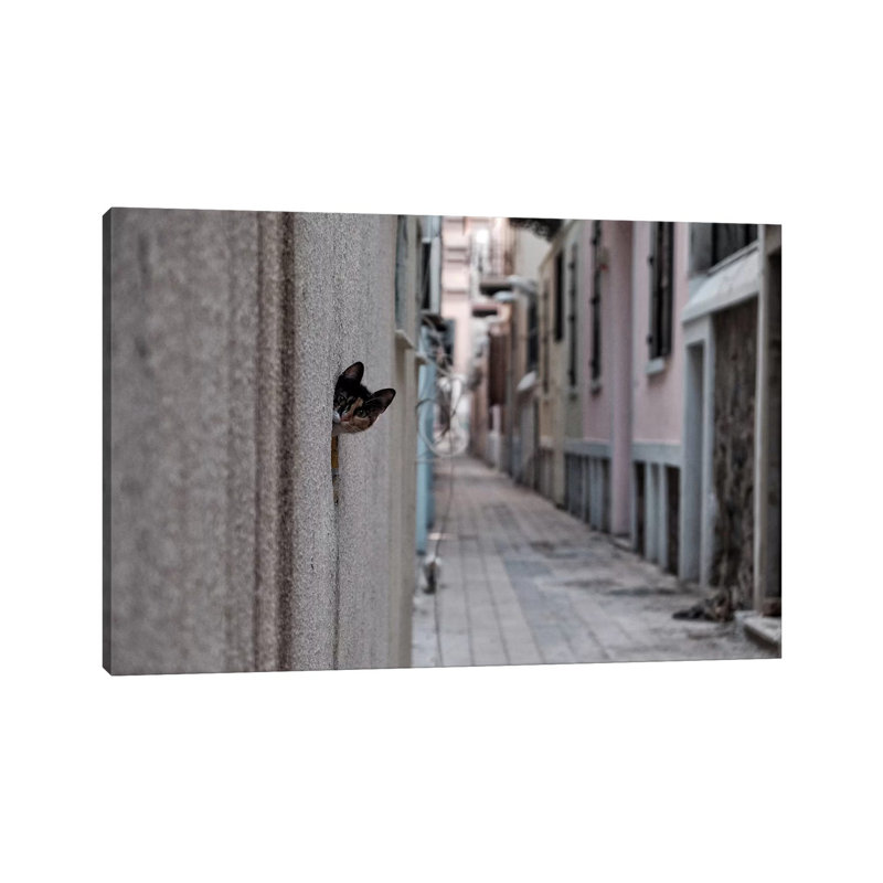 Dantel Street Cat by Ali Ayer - Wrapped Canvas Print, 20.32 cm H x 30.48 cm W