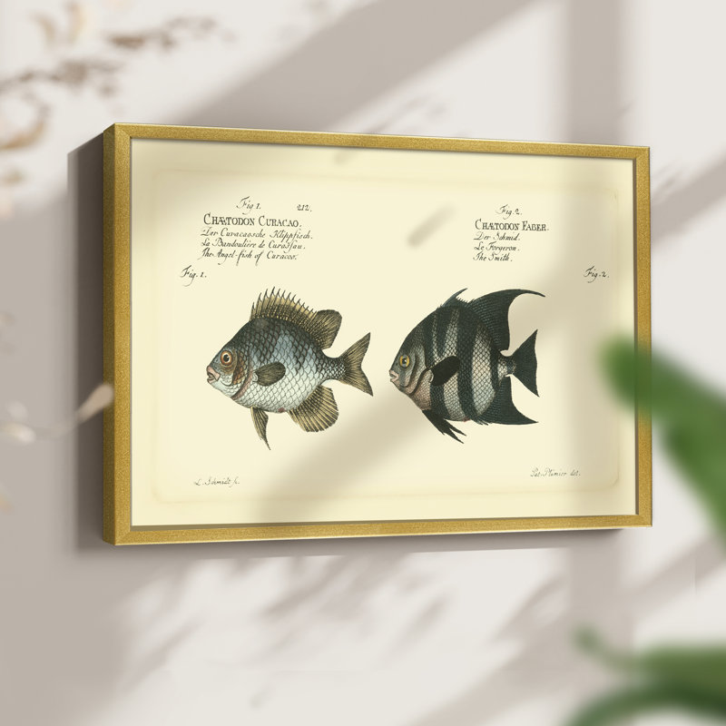 Bloch Antique Fish II -Framed Print - Restickable, 16" H x 20" W
