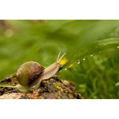 Escargot After Rain by BalazsKovacs - Wrapped Canvas Print