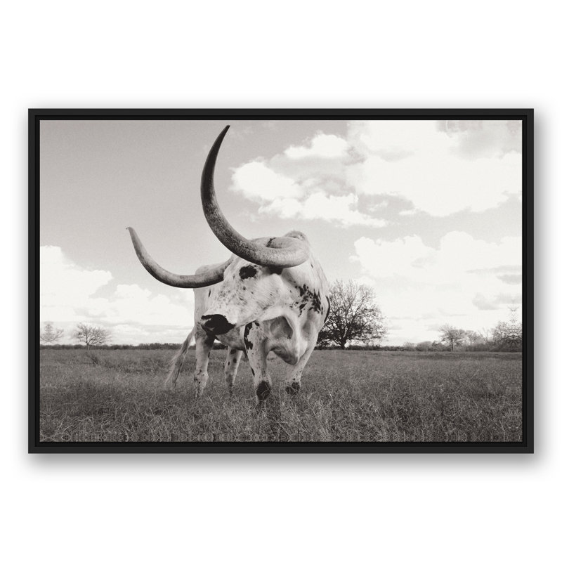 Bull photo encadrée sur toile, H 13,75 po x l 37,75 po