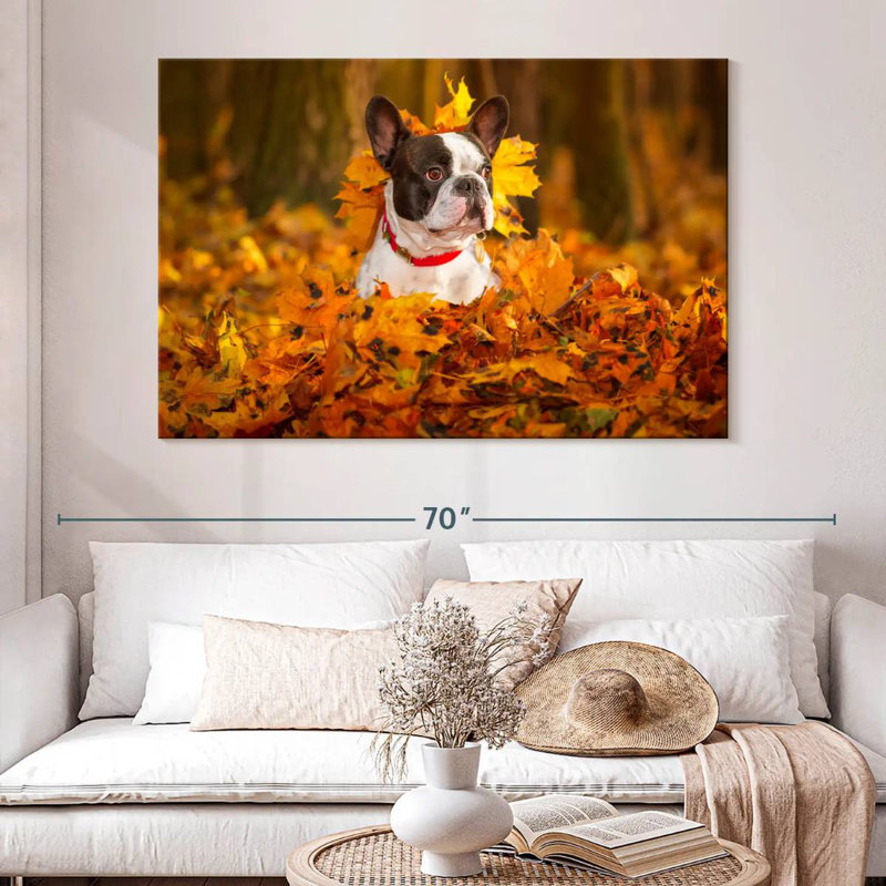 Bouledogue français dans un parc en automne, H 34 po x l 51 po