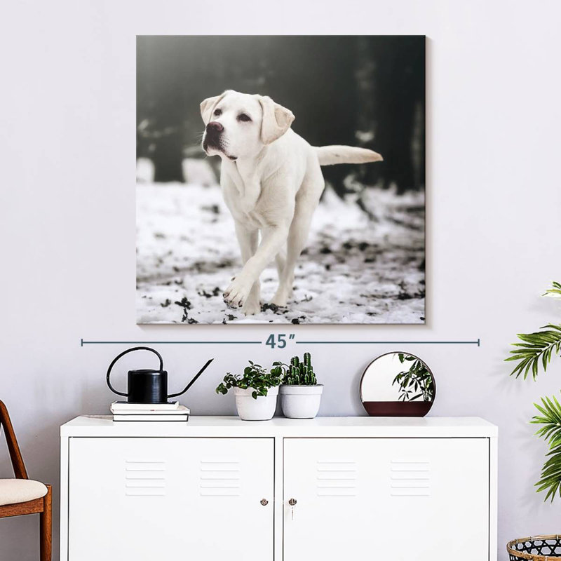 Brampt Labrador Retriever