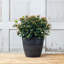 Pot à fleurs en pierre Burdette-851175629-872705442