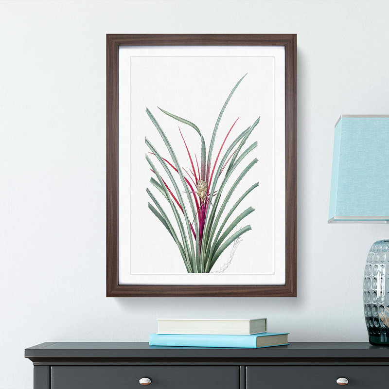 Plumier's Bromelia Flower by Pierre-Joseph Redoute - Picture Frame Painting Print, 36cm H x 27cm W x 2cm D, Walnut Framed